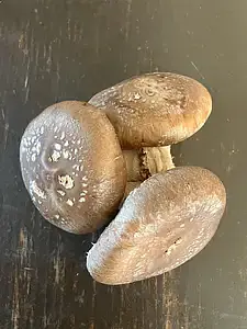 【おひさま生シイタケ】