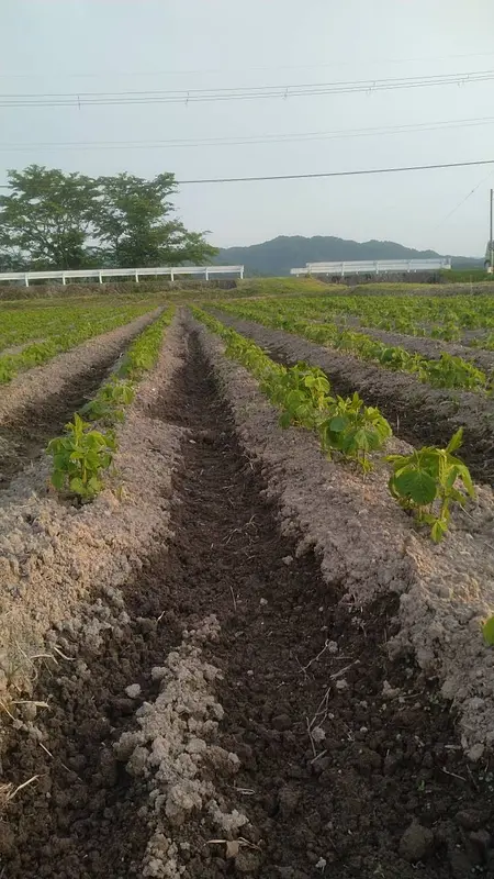 デカンショ豆成長日記②