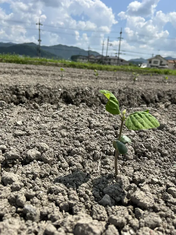 さっそく黒枝豆の成長期