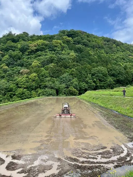 生活排水のない、綺麗な水の田んぼ