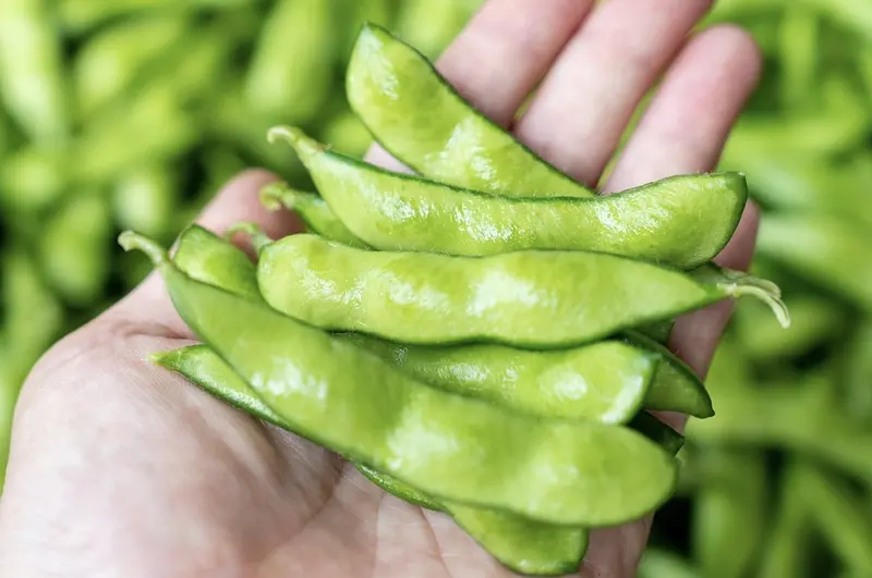 デカンショ豆って何？？