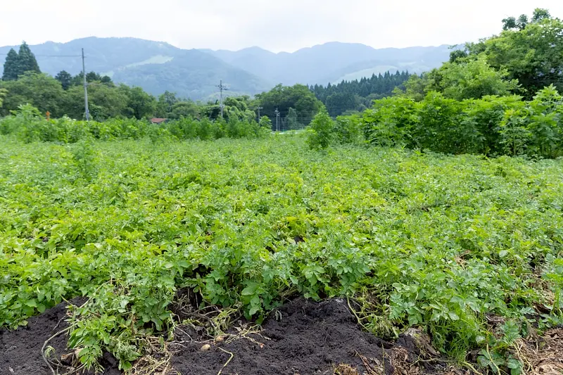【飲食店専用】【高原野菜】兵庫県但馬産　きたあかり３kg