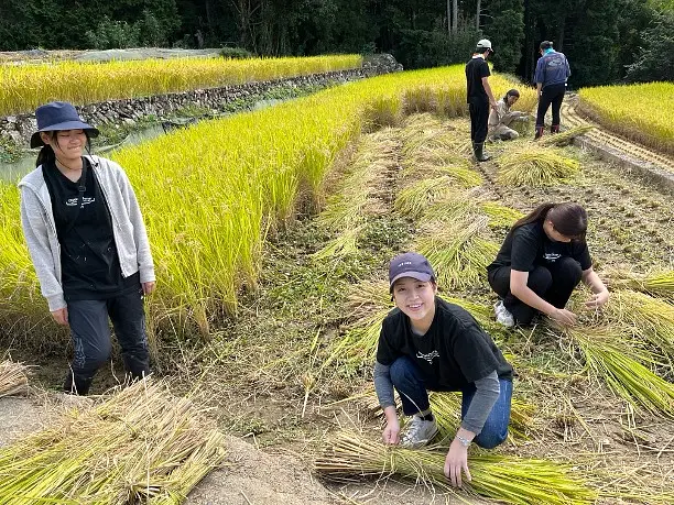 愛媛大学の学生と稲刈り体験！