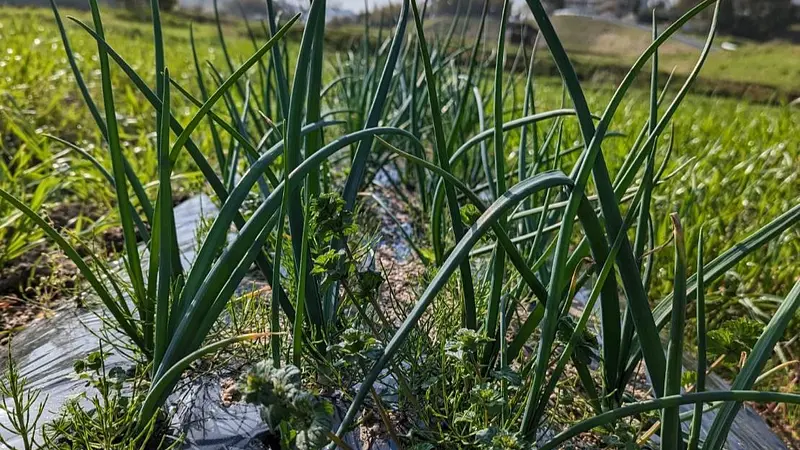 種植えから収穫まで！淡路島の希少玉ねぎのシェアオーナー