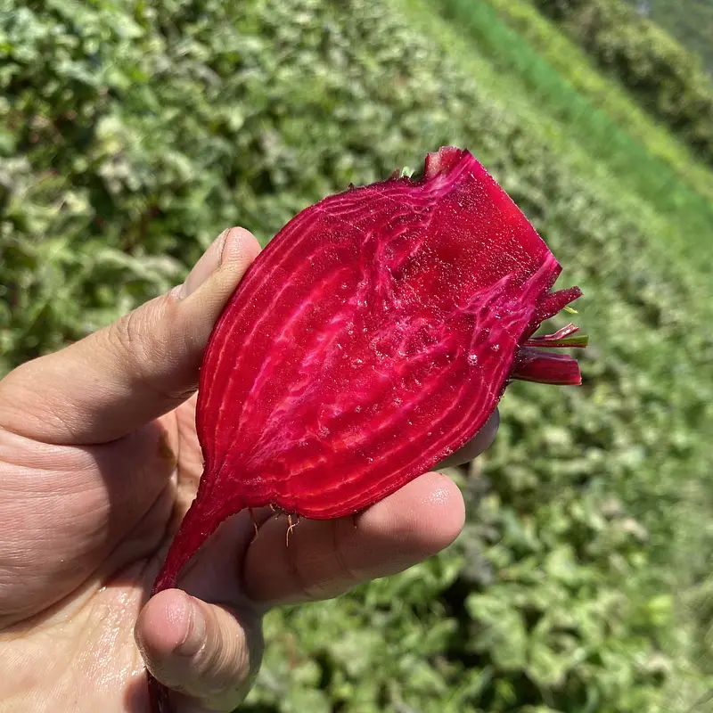 赤穂ビーツ　2kg
