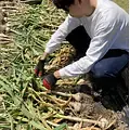 THE BLUE FARM