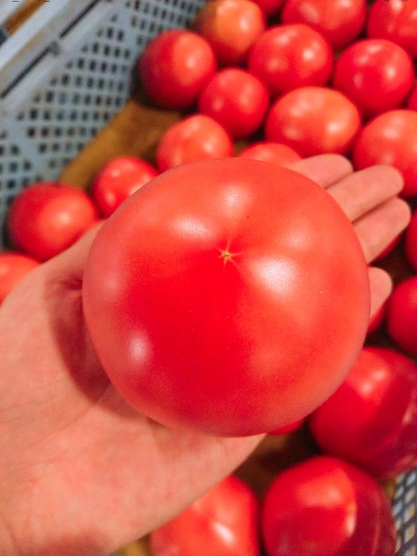 甘みと酸味のバランスが自慢！金沢市のトマトのシェアオーナー