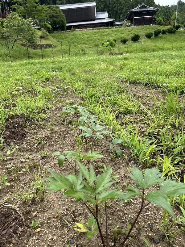 草との背比べ！ゆっくり育つ大和当帰🌱