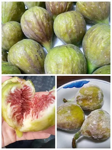 【愛媛県産完熟イチジク(バナーネ)　約1.6kg　】(北海道・沖縄専用ページ)