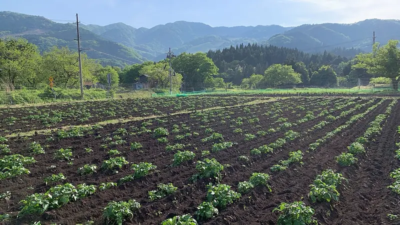 🌋🥔 火山が育んだ“ふかふか黒ボク土”の畑から 🚜✨