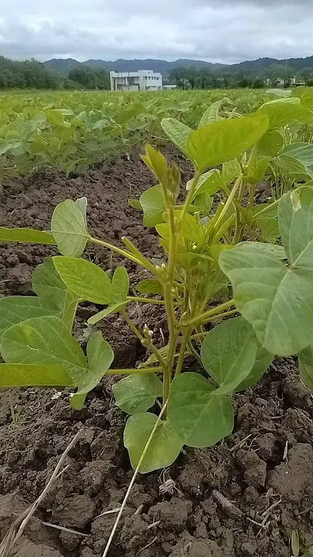 デカンショ豆成長期②