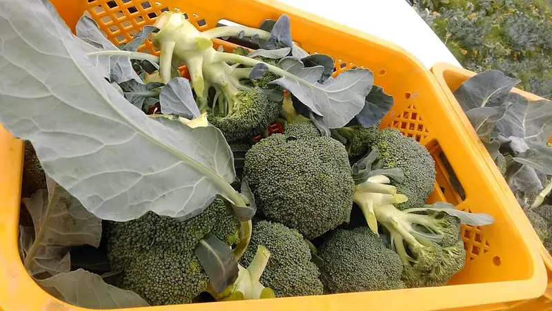 親子3代で創り出した淡路島のブランド野菜「島ブロッコリー」のシェアオーナー