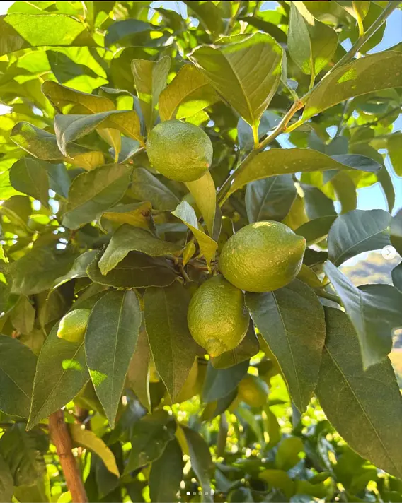 🌞猛暑に負けずレモン成長中🍋✨