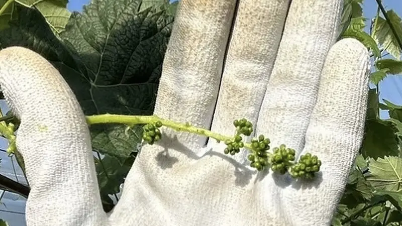 ぶどうの花切りを開始しました🌸