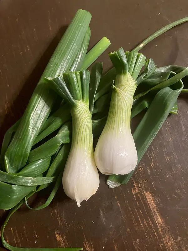 【葉玉ねぎ】