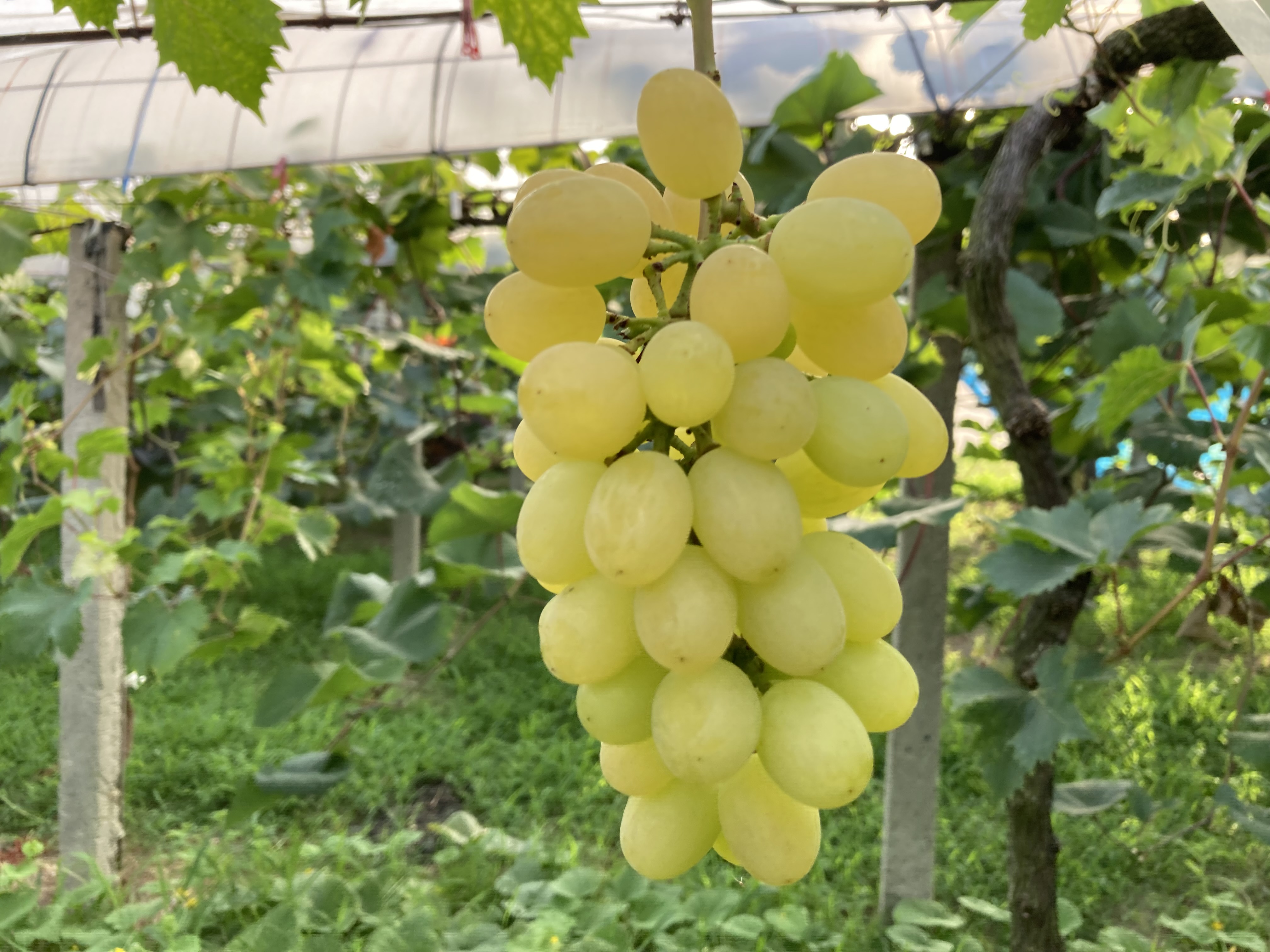 cad6e0e5d7d96c2dc139f76b4fbf8e