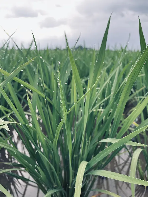 お米の成長記録🌾