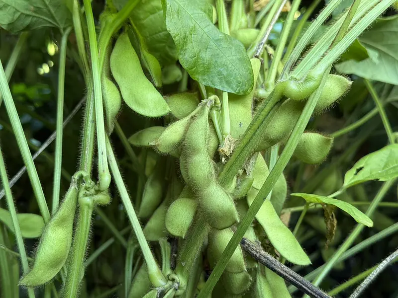 黒枝豆は色と味が変わっていく！？