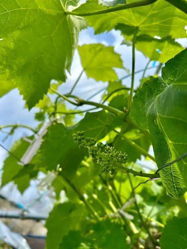 ぶどうの花が咲き始めました！