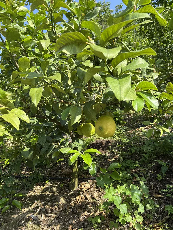 「夏に向けて育つ、ひみつのレモン🌿☀️」