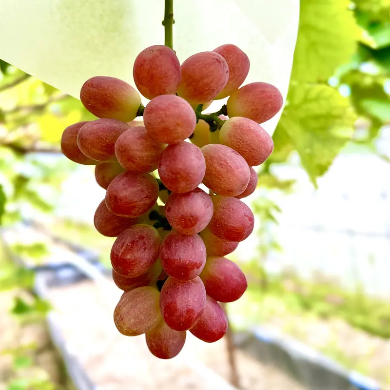 【北海道・沖縄の方はこちら】 《【夏ギフト】彩りぶどう2種　泉州パープル＋サニードルチェ