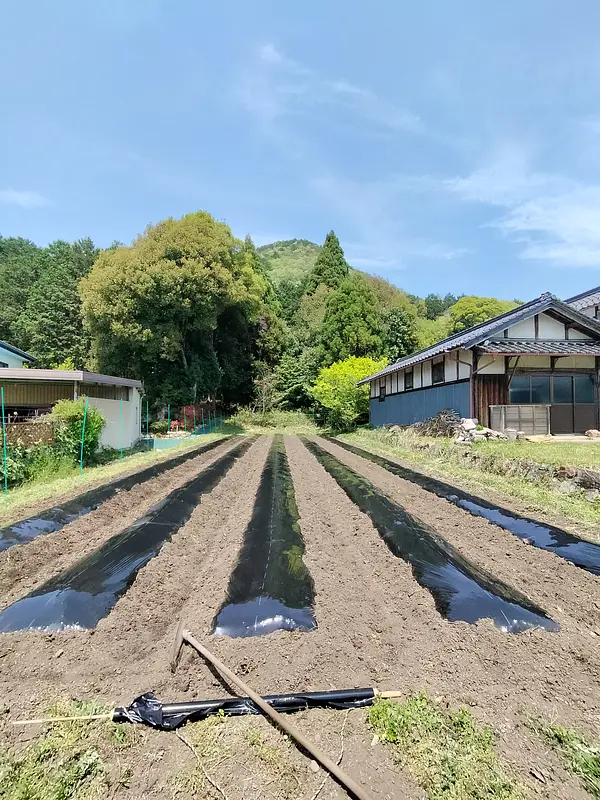マルチ張りもトレーニング