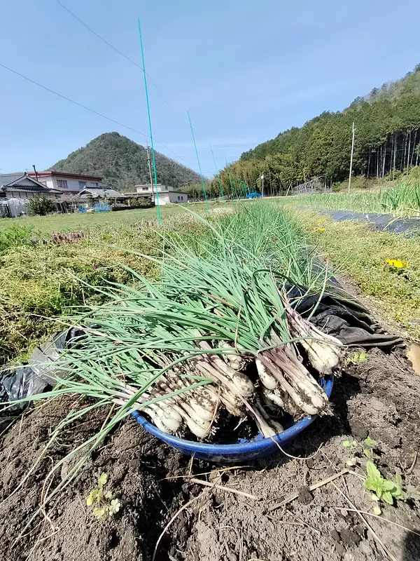 島らっきょうの収穫はじめました♪♪