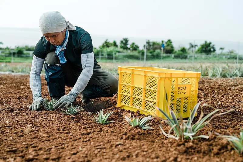【沖縄県石垣島産】 日本唯一の有機パイナップルを守り育てるシェアオーナー