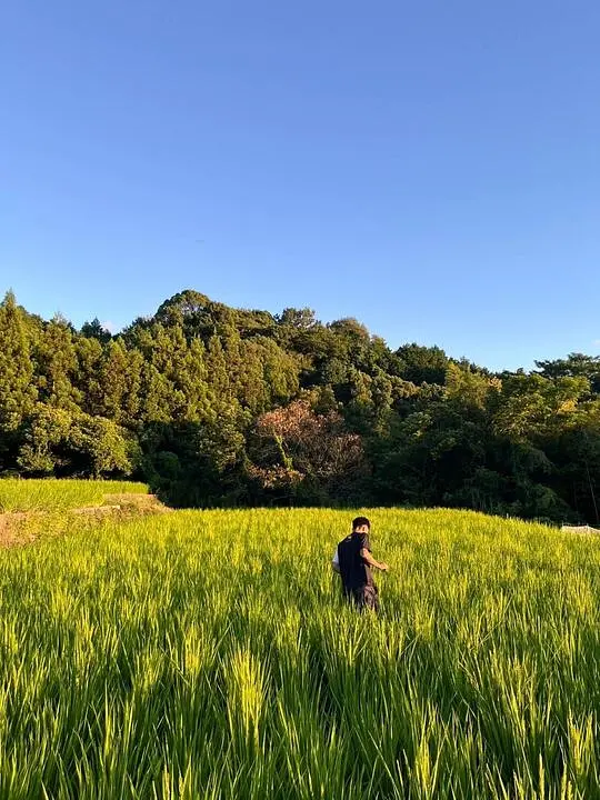 お米の出穂が始まりました！