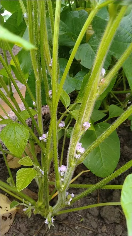 いい感じに花が咲いてきました！