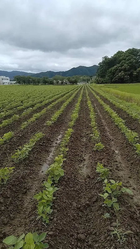 デカンショ豆成長記