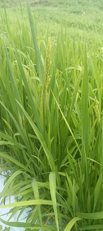 稲穂が出てきました！