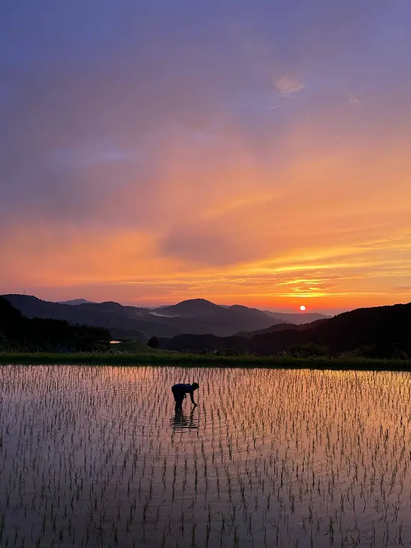 前年の田植えの様子Part1