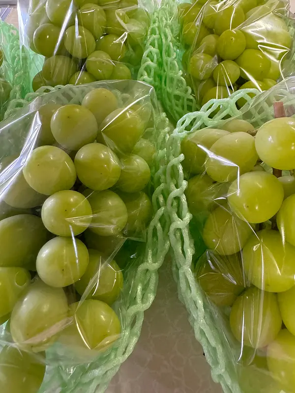 大きく育った今年のシャインマスカット🍇、残りわずか！🚨