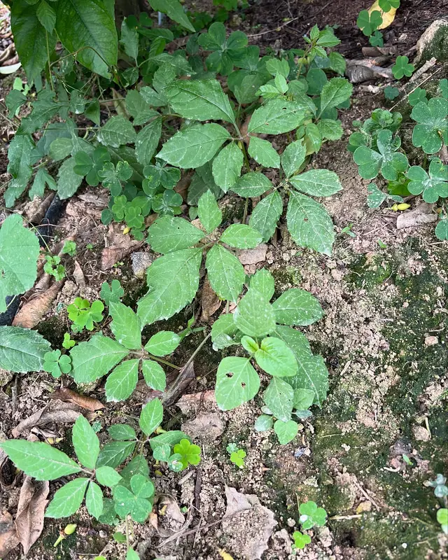 🌿🍋 夏が来る前に…レモン畑の“ツル”退治！🧤✂️