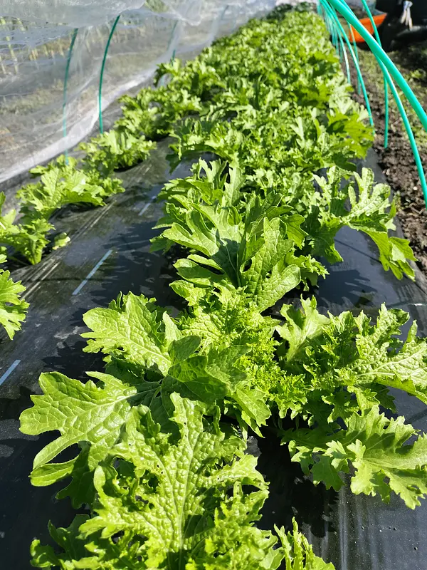 春の葉物野菜も大きくなりました♪