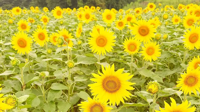 夏といえばひまわり！