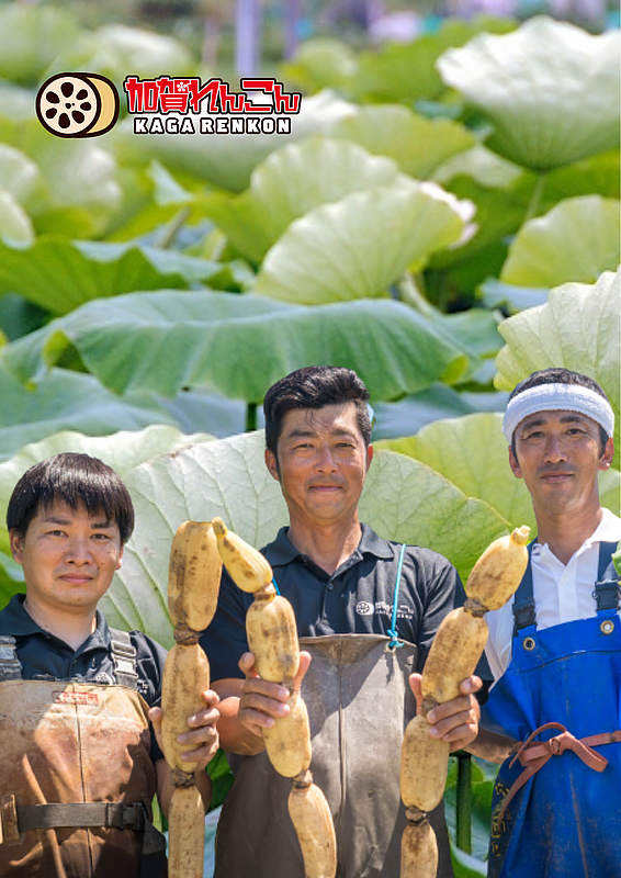 【2023年1月始動！】金沢の伝統野菜「加賀れんこん」の商品開発プロジェクト！ 