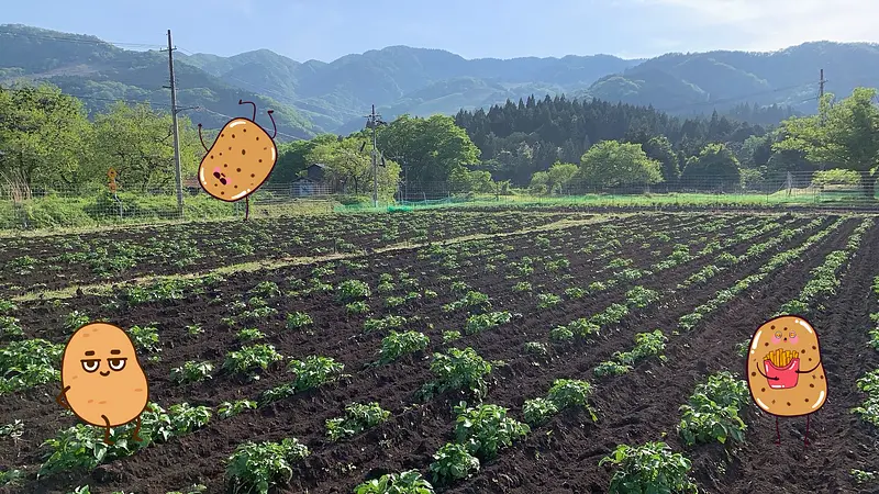 🥔🌟彩りポテト三姉妹 ― きたあかり・メークイン・シャドークイン ― 💜