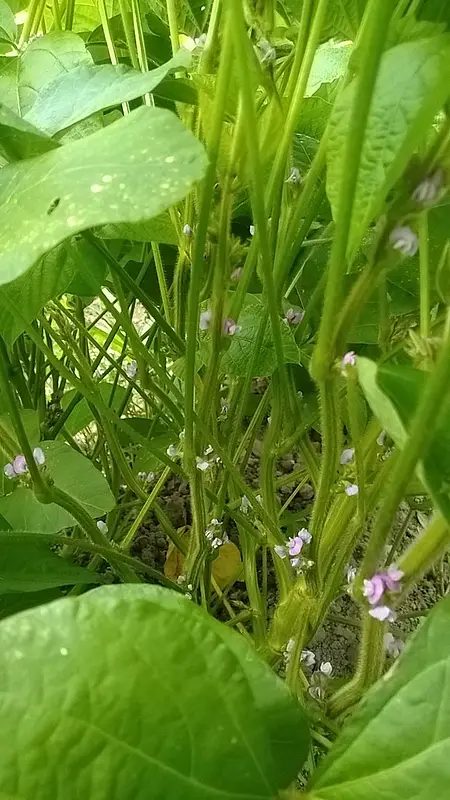 茂ってる中身はこんな感じ
