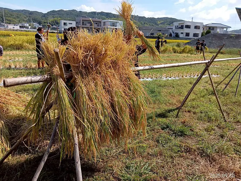 お米の天日干し