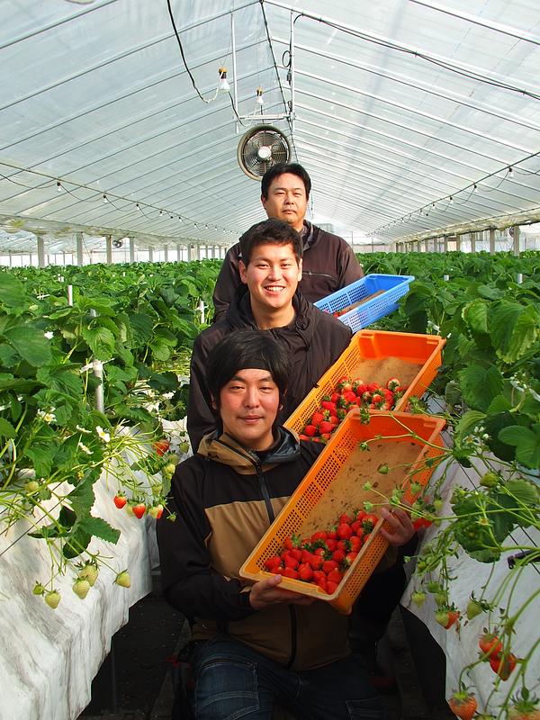 次世代の農業を担う研修生を応援！愛媛県西予市の「いちご」苗のシェアオーナー