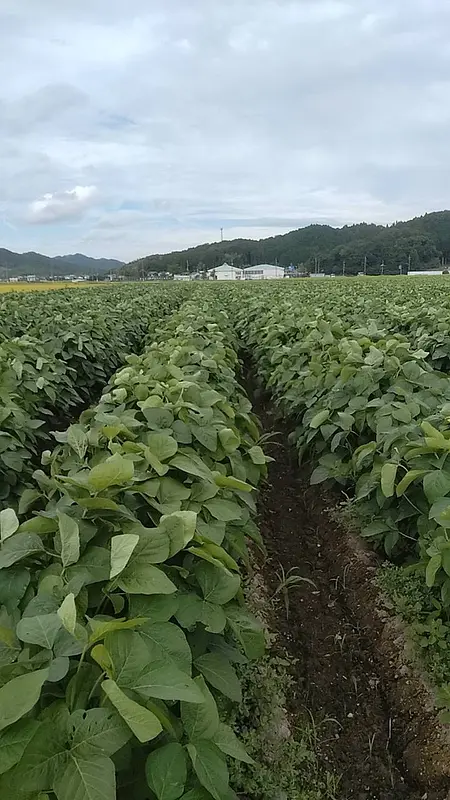 ようやく雨が降ってくれたので
